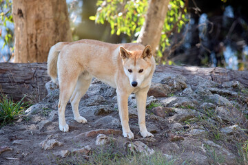 the golden dingo is standing on rocks