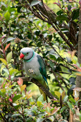 the malabar parakeet is perched in a bush