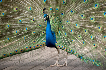 Obraz premium this is a close up of a peacock displaying hi tail feathers
