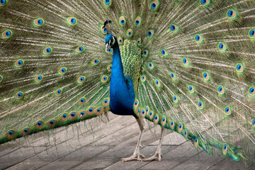 this is a close up of a peacock displaying hi tail feathers