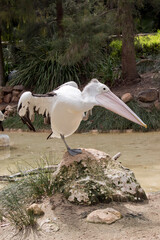 Obraz premium the pelican has just landed on a rock