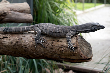 this is a side view of a lace lizard