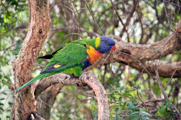 Fototapeta na wymiar the rainbow lorikeet is perched on a branch