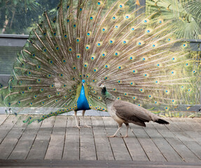 the peacock is displaying his tail feathers to the peahen