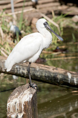 this is a side view of a royal spoonbill