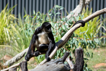 the spider monkey is resting on a tree branch
