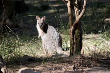 the tammar wallaby is being monitered with a red tag