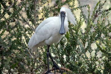 the royal spoonbill is perched high in a tree