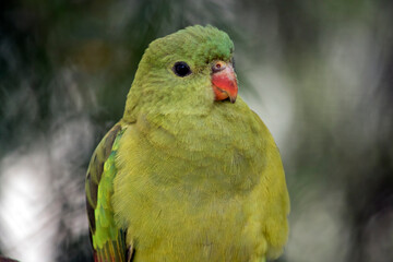 this is a close up of a female regent parrot