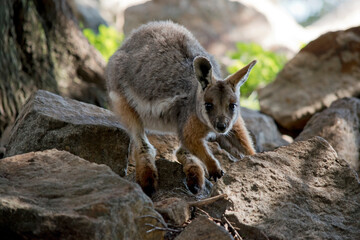 the young yellow footed rock wallaby is climbing the rocks