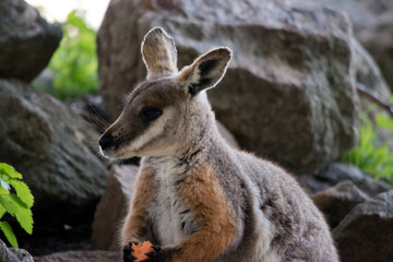 this is a close up of a yellow footed rock wallaby eating a carrot