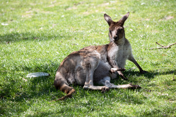 the western grey kangaroo has a joey in its pouch. the joeys legs are sticking out of her pouch
