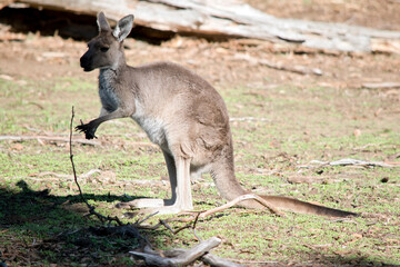 the western grey  kangaroo is a brown marsupial