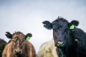 Stud beef cows and bulls grazing on green grass in Australia, breeds include speckled park, murray...
