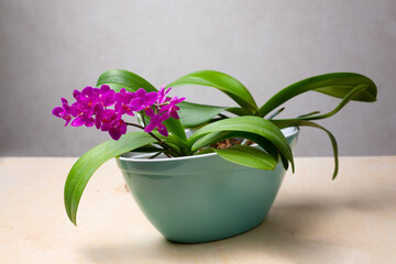 Vase with various flowers of the Mini Phalaenopsis Orchid