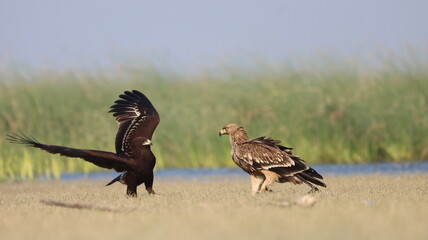 Greater spotted eagle & Eastern Imperial Eagle in fight