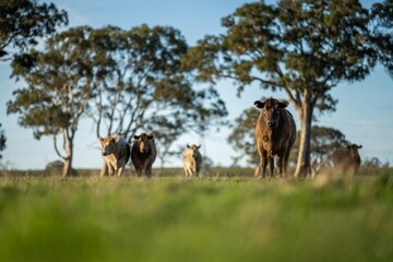 Stud Angus, wagyu, speckle park, Murray grey, Dairy and beef Cows and Bulls grazing on grass and...