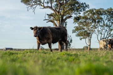 Stud Angus, wagyu, speckle park, Murray grey, Dairy and beef Cows and Bulls grazing on grass and...