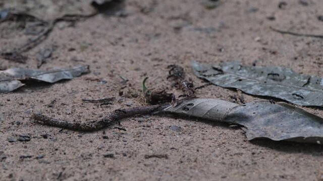 Seen being attacked by these army of black ants while trying to cross an open space on the forest floor of Khao Yai National Park in Thailand, Razorjaw Ants, Leptogenys.