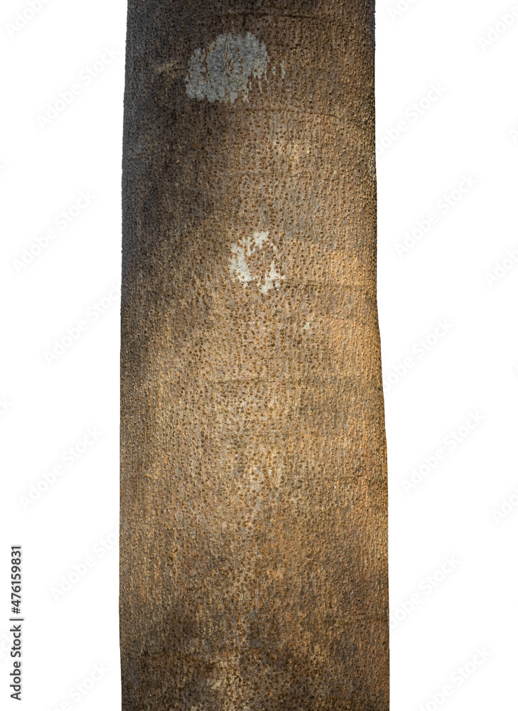 Aufkleber trunk of a tree isolated on white background