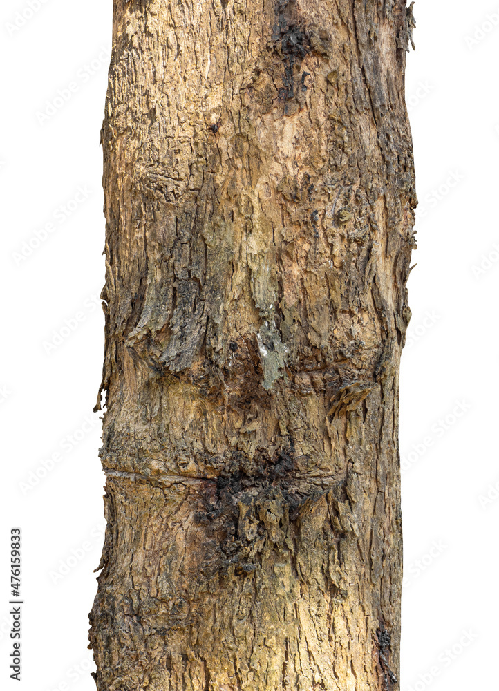Poster trunk of a tree isolated on white background