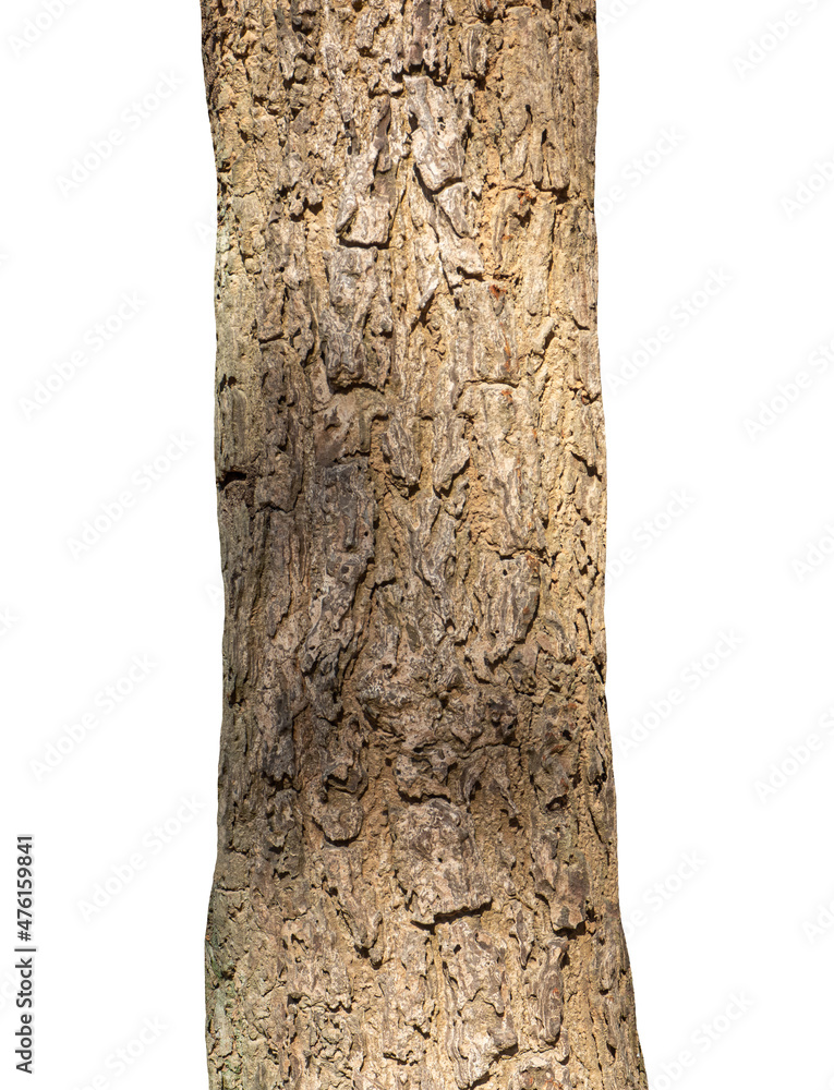 Aufkleber trunk of a tree isolated on white background