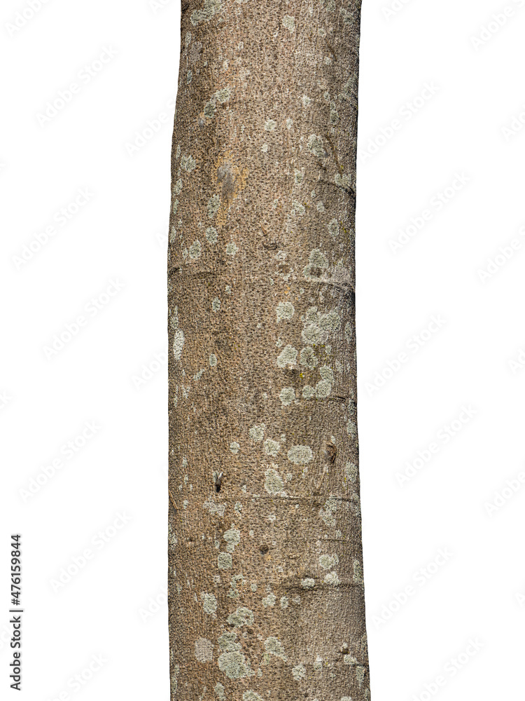 Aufkleber trunk of a tree isolated on white background