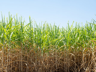 Sugarcane plantations,the agriculture tropical plant in Thailand