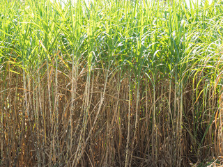 Obraz premium Sugarcane plantations,the agriculture tropical plant in Thailand