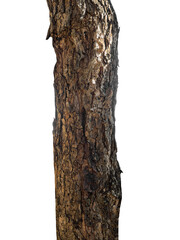 Trunk of a Tree Isolated On White Background