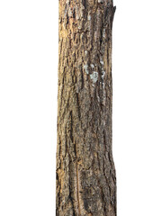 Trunk of a Tree Isolated On White Background