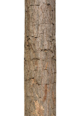 Fototapeta premium Trunk of a Tree Isolated On White Background