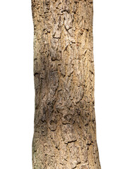 Fototapeta premium Trunk of a tree Isolated On White Background
