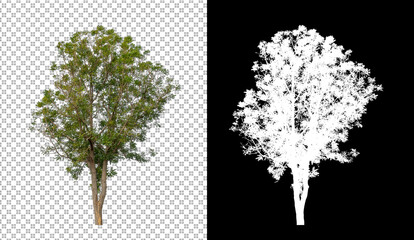 Fototapeta premium Tree isolated on white background with clipping path and alpha channel
