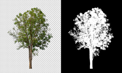 Tree isolated on white background with clipping path and alpha channel