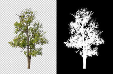 Tree isolated on white background with clipping path and alpha channel