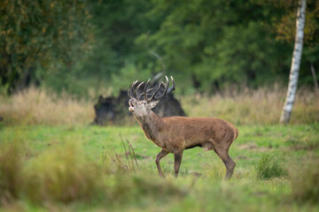 European deer male buck ( Cervus elaphus ) during rut