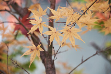 もみじの葉がカラフルに染まっている