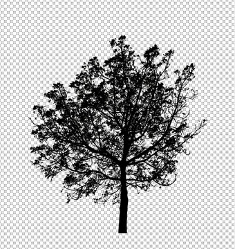 Tree silhouette for brush on white background