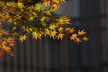 紅葉が進み色鮮やかになった東京ミッドタウンの檜町公園　東京、赤坂にある東京ミッドタウンとその公園やそこから見える赤坂、六本木の風景