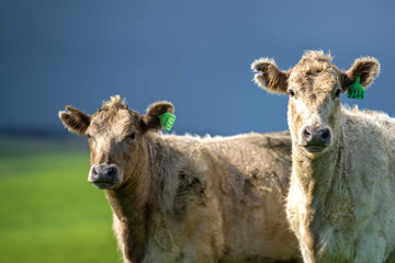 Stud beef cows and bulls grazing on green grass in Australia, breeds include speckled park, murray...