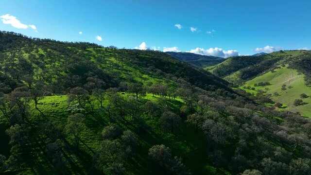 Aerial View Sweeping Over Oak Trees On Top Of Green Hills At Round Valley Regional Preserve, East Bay Area Brentwood, CA