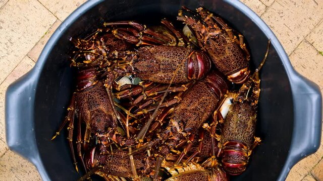 Bunch of thorny Cape rock lobster lying in container, overhead shot