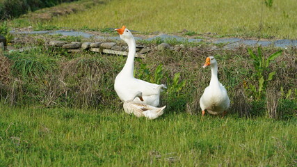 The several geese and ducks walking on the farmland freely in spring