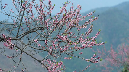The beautiful peach flowers blooming in the wild field in spring