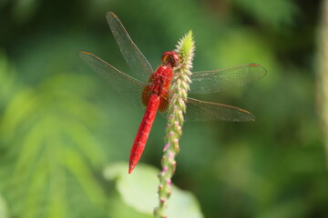 Trithemis aurora, the crimson marsh glider, is a species of dragonfly in the family Libellulidae....