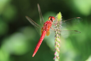 Trithemis aurora, the crimson marsh glider, is a species of dragonfly in the family Libellulidae. It is a common and widely distributed species found throughout the year across the Indian subcontinent