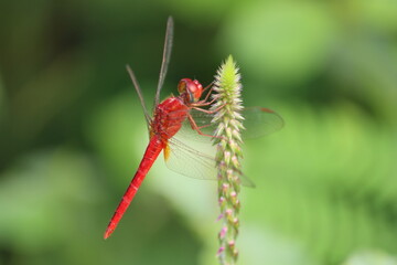 Trithemis aurora, the crimson marsh glider, is a species of dragonfly in the family Libellulidae. It is a common and widely distributed species found throughout the year across the Indian subcontinent
