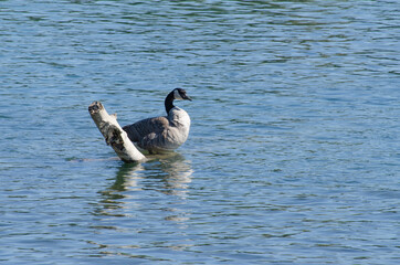 Fototapeta premium Canada goose on the water