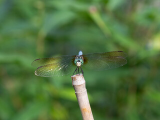 Blue Dasher Dragonfly Facing the Camera Against Green Background